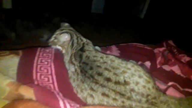 ДАЛЬНЕВОСТОЧНЫЙ КОТ НЕ ХОЧЕТ СПАТЬ смотреть онлайн