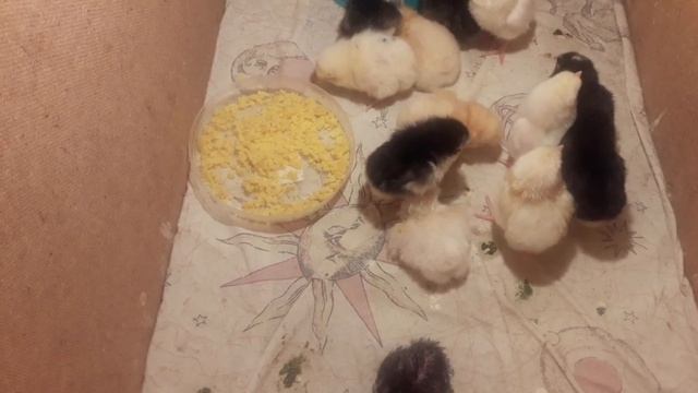 Мои_цыплятки. смотреть онлайн