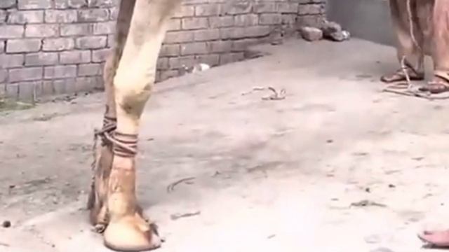 How To Muslim Cut Camel || Camel Qurbani || Camel || Camel Cutting Neck || Camel Slaughter By Musli