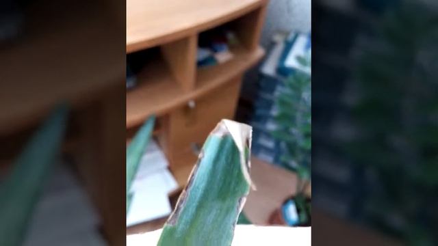 Пятна на листьях юкки смотреть онлайн