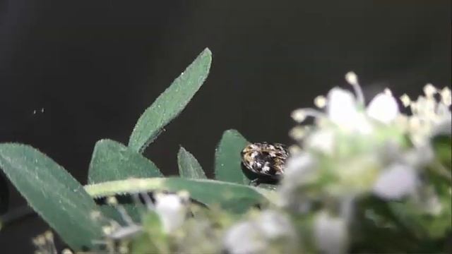 ИНСЕКТАРИЙ: 205. Кожеед Пёстрый (Anthrenus picturatus) смотреть онлайн