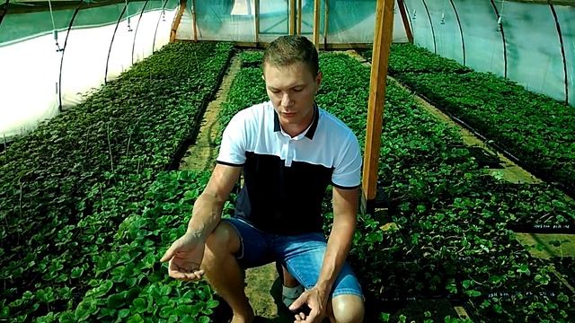кассетная рассада клубники смотреть онлайн