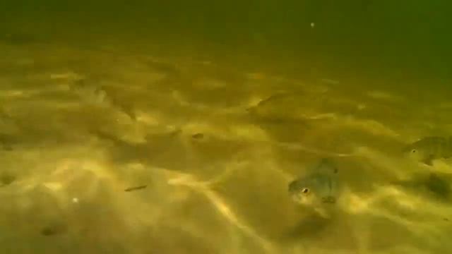 Тест экшен камеры Gembird ACAM-002 смотреть онлайн