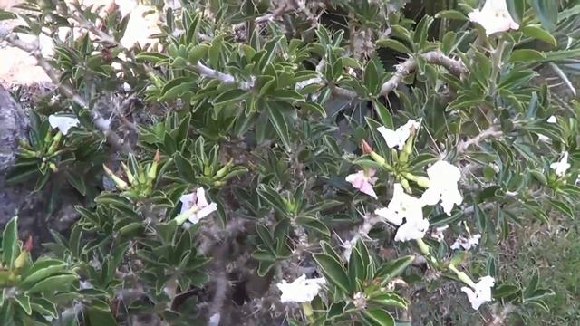 Pachypodium saundersii South African pachypodiums смотреть онлайн