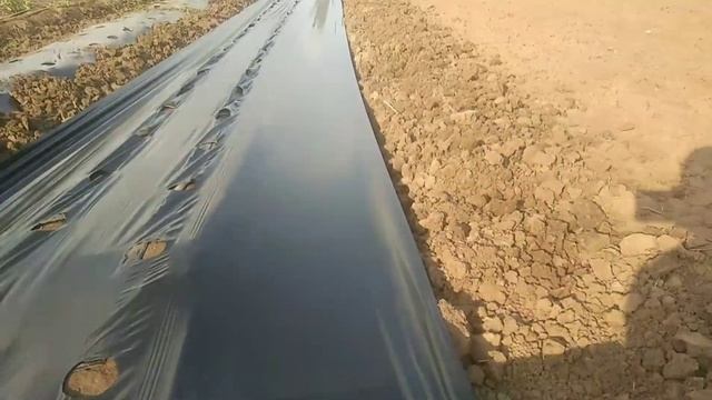 Грядки-бугры для клубники под пленку. Как одному сделать бугры и натянуть пленку. смотреть онлайн