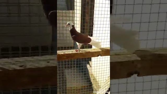 Голуби широкохвостые акбаши Казахстан смотреть онлайн