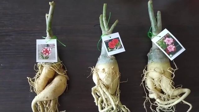 Адениумы из питомника Розы Чен смотреть онлайн