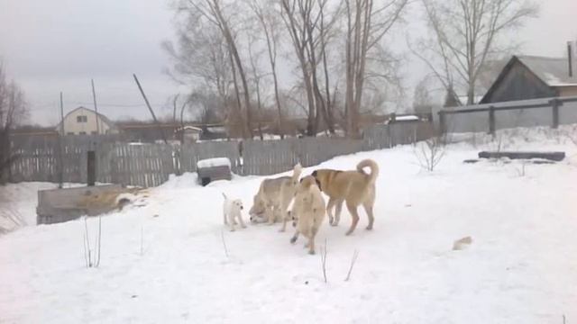 С Северного Урала 2014 02 28 смотреть онлайн