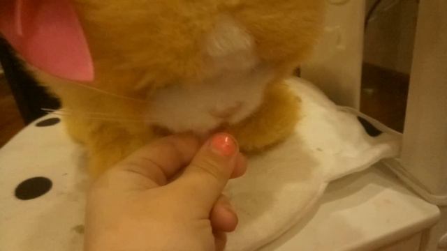 Как научить котенка подавать лапу и выступления кота(2) смотреть онлайн