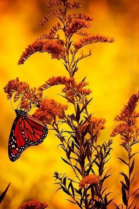 Добрый вечер ! Желаю доброго вечера! Открытка с добрым вечером! смотреть онлайн