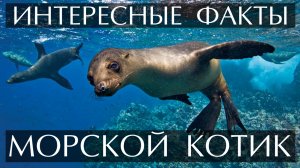 Морской котик. Интересные факты