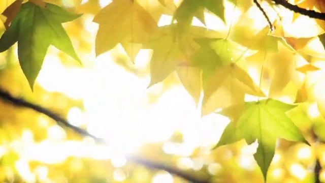 ЗАМУЖ БЕЗ ЛЮБВИ. Можно ли полюбить мужа после свадьбы? Ада Кондэ смотреть онлайн