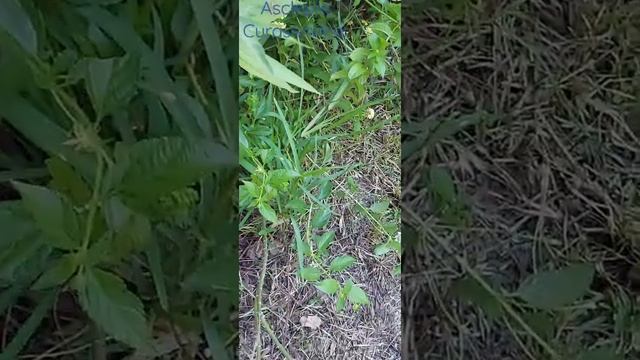 Asclepias Curassavica. смотреть онлайн