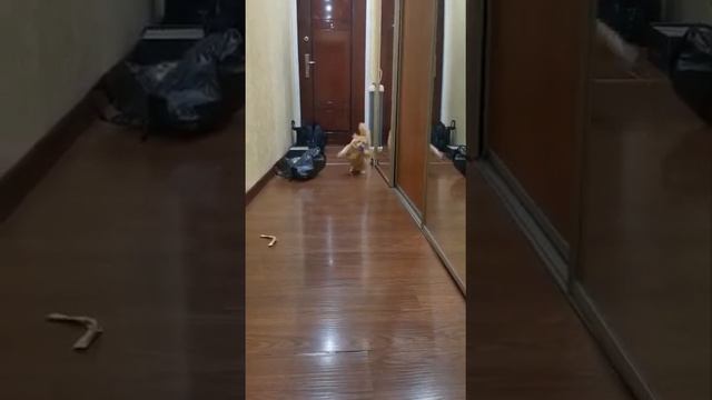 Манчкин-котик на коротких лапках! но это не мешает ему быть ловким и быс рым. смотреть онлайн