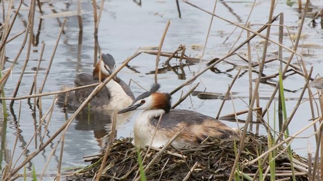 Чомги 170416 1к в Царицыно Panasonic G80 4K25fps 77 смотреть онлайн