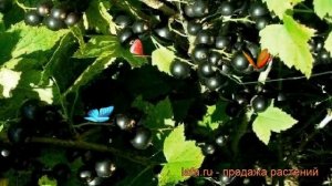 Смородина черная Валовая (ribes nigrum valovaya) ? обзор: как сажать, саженцы смородины Валовая