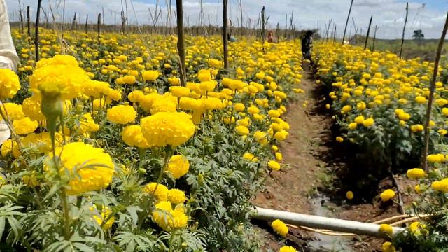 Sakata Seed Yellow Star Marigold Farmer Feedback. झेंडू येलो स्टार