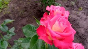 Розы: Сувенир де Баден-Баден, Клод Брассер, Дабл Делайт, Фольклор и др.