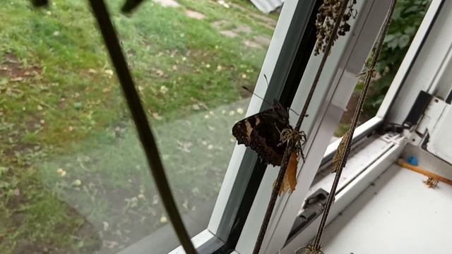 Бабочка крапивница улетела(2) смотреть онлайн