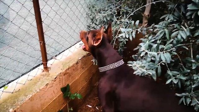 Evcil Dostum. ( KIZIL DOBERMAN ) [ ALEX AYAZ ]