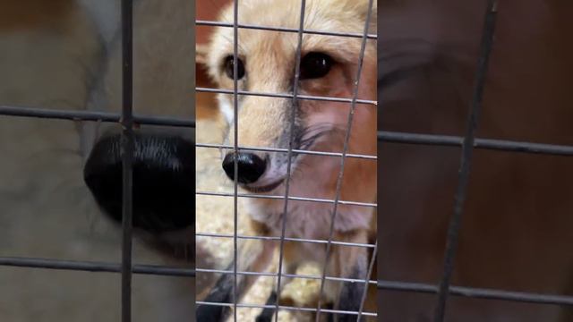 Контактный зоопарк смотреть онлайн