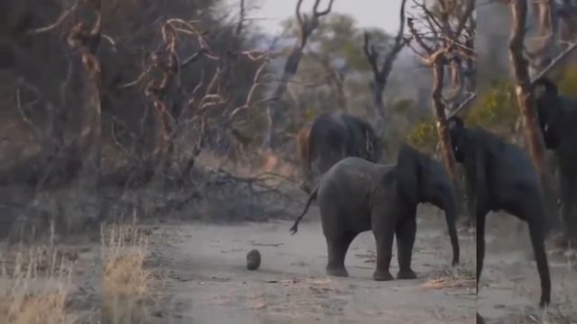 Откуда появились слоны. Интересные факты о животных смотреть онлайн
