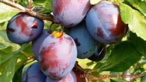 Слива обыкновенная Волжская красавица ? обзор: как сажать, саженцы сливы Волжская красавица