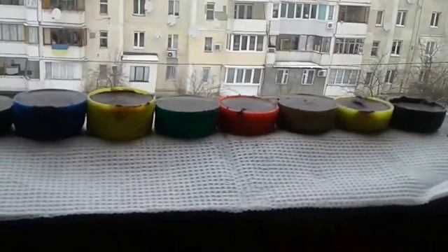 Шокодадные конфеты с ТГК. смотреть онлайн