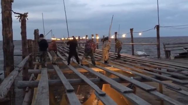 Кету не пускают на нерест!!!!!! Устье реки Амур. смотреть онлайн