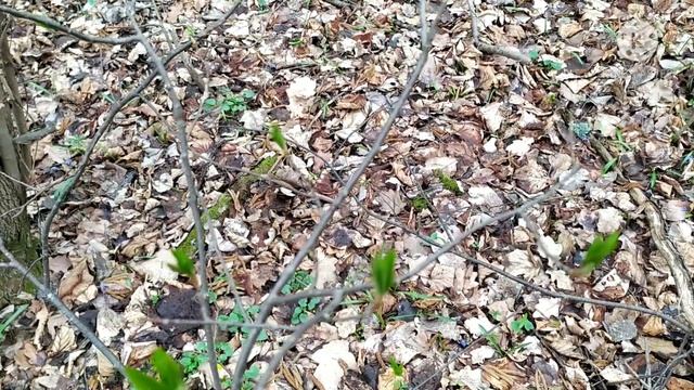Ужас!!! Лесные клещи нападают. Нападение лесного клеща в природе. смотреть онлайн