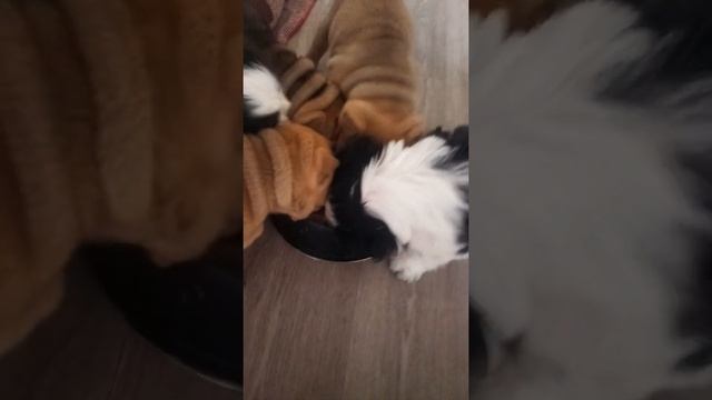 Коллективный завтрак щенков шарпея и шитцу ?? смотреть онлайн