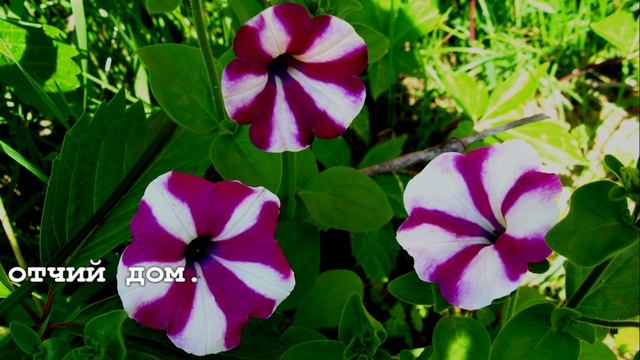 Мария Карсунская - Материнское сердце смотреть онлайн