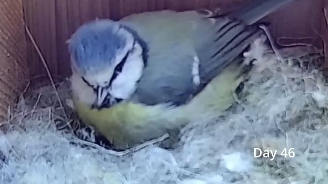 From empty nest to first egg in less than 8 minutes! - BlueTit nest box live camera highlights 2021 смотреть онлайн