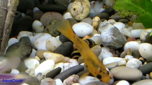 Подмена воды в аквариуме и как часто ее делать? смотреть онлайн