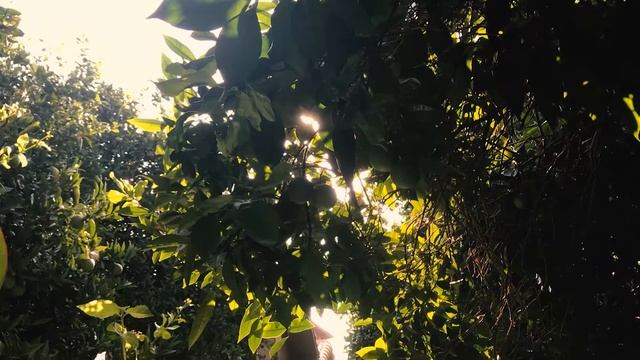 Йога-ретрит с Нелли и Алексеем Тонких (NEW) смотреть онлайн