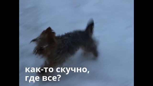 Зимние утренние прогулки. Мини йорк и улица. Встречи. Любимая собачка. смотреть онлайн