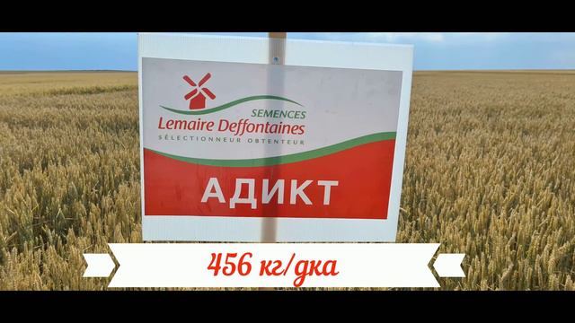 Жътва Камено 2020 смотреть онлайн