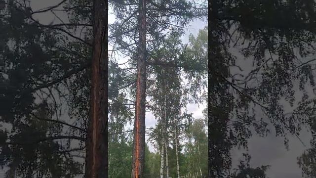 СТРАННАЯ ЛИСТВЕННИЦА В БАШКИРИИ. смотреть онлайн