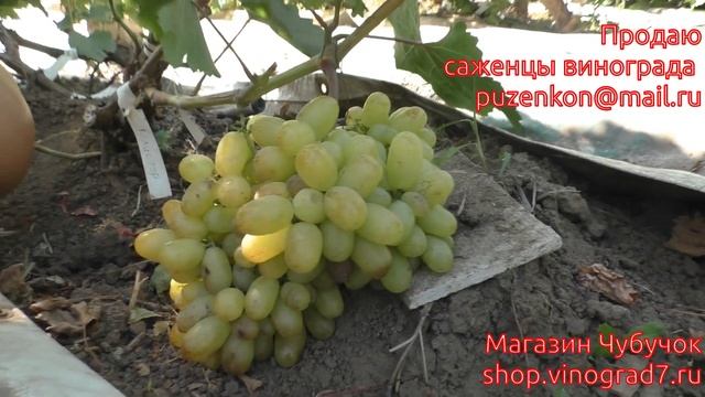 Виноград кишмиш Гелиодор- очень ранние кишмиши на участке Пузенко Натальи Лариасовны смотреть онлайн
