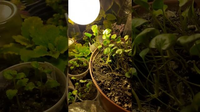 ?♀️?"Фокус " от Дихондры серебристой/посев без вашего участия. смотреть онлайн