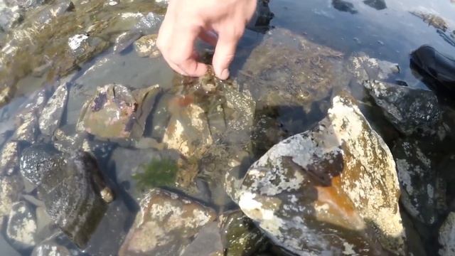 Дары моря, остров Сахалин. смотреть онлайн