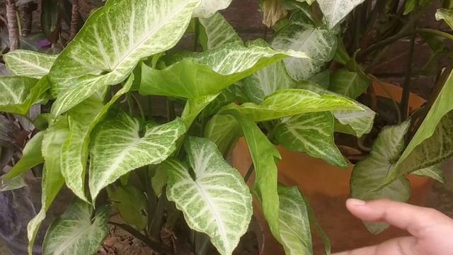 syngonium plant ko Hara bhara aur Ghana banane ke liye fertilizer смотреть онлайн
