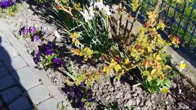 Весенние цветы в начале мая Ландшафтный дизайн Зразок клумби 82 смотреть онлайн