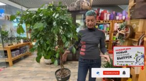 Фикус Экзотика штамб коса -  необычная форма ствола | Как договориться с капризным фикусом