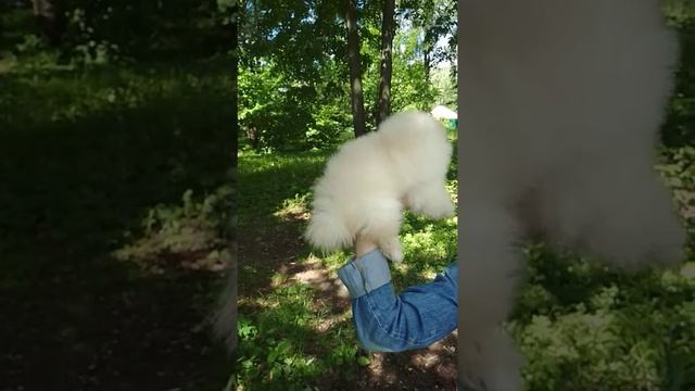 Немецкий цвергшпиц смотреть онлайн