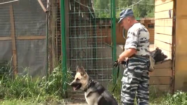 Прохождение с собакой через дверь смотреть онлайн