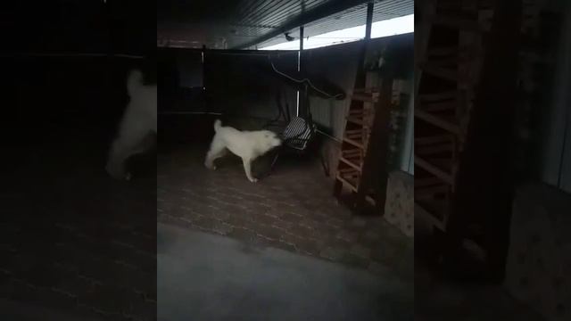 Алабай среднеазиатскаяовчарка выпускница Аз марал Хурма на охране хозяйского добра смотреть онлайн