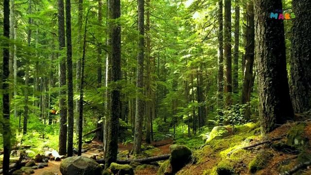 Мишка Косолапый по Лесу Идет / Песни и мультики для детей от Мьюзик Бук смотреть онлайн