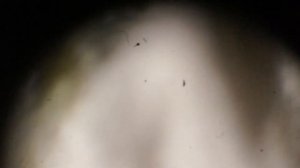 Плесень на сыре. Строение плесневых грибов