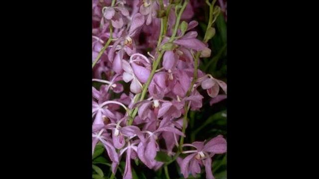 gilgarca canta Chayanne Yo Te Amo TC cover con tc helicon voicelive touch смотреть онлайн